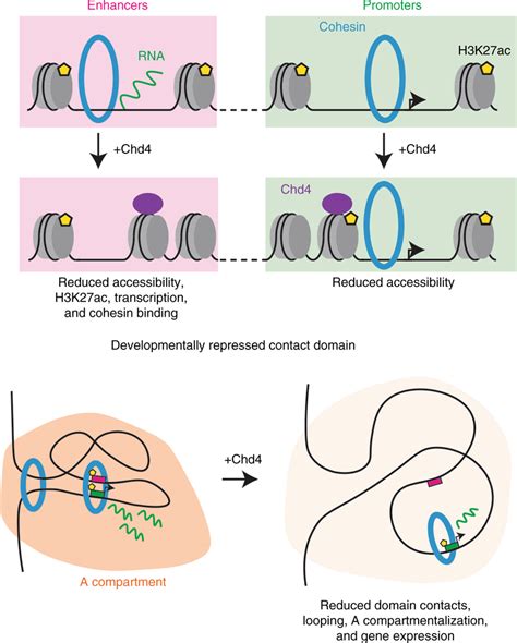 chd4 movie|The role of auxiliary domains in modulating CHD4 .